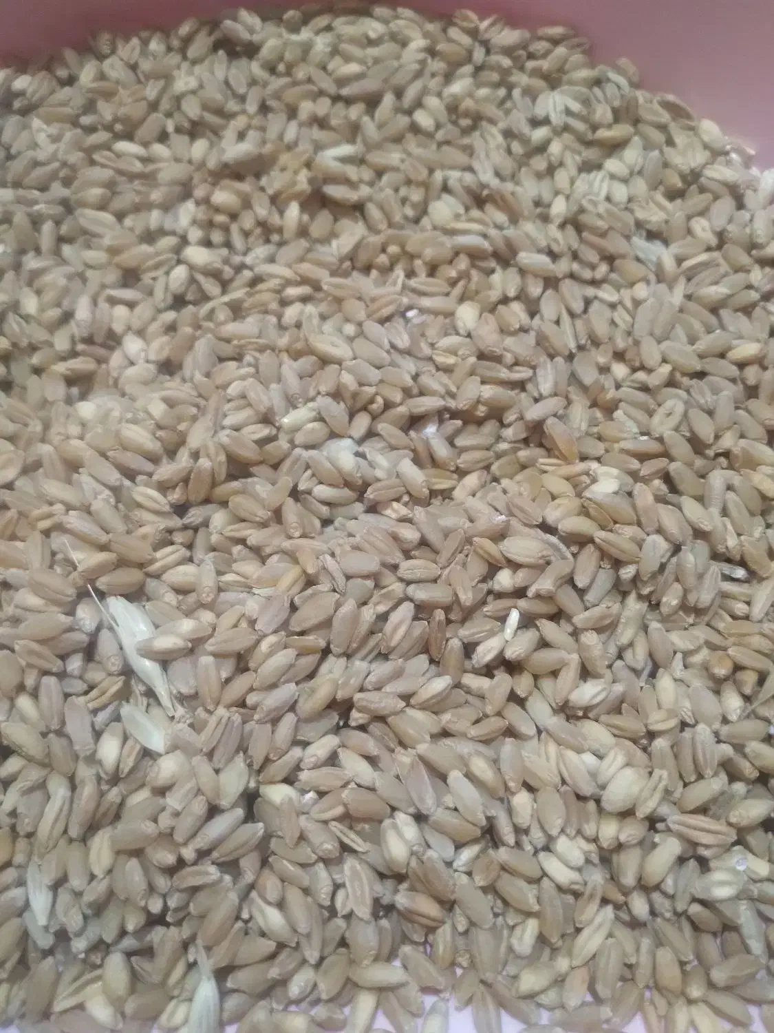 فروش گندم ریجاب|عمدهفروشی|چرداول, |دیوار