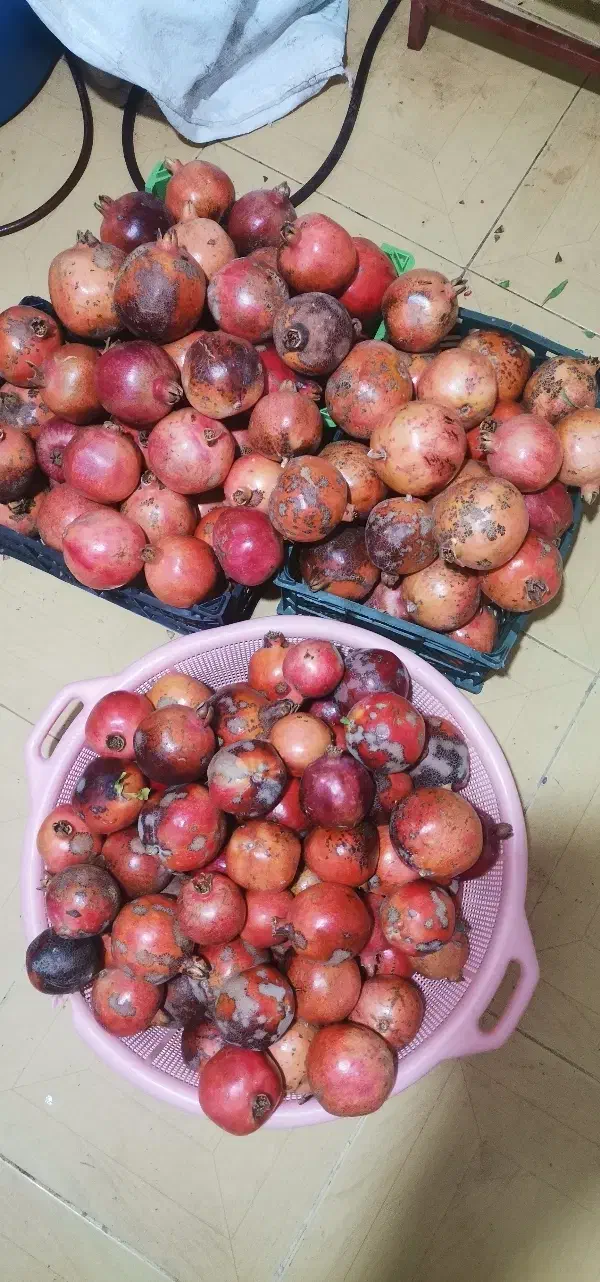 انار درجه یک  خوردنی و انار ربی موجود|حراج|گنبد کاووس, |دیوار