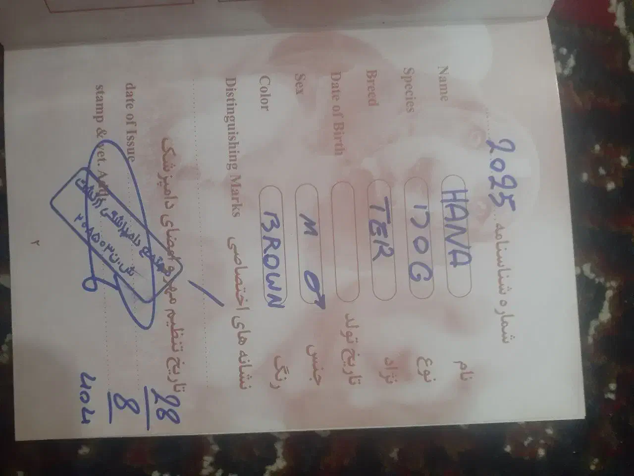 سگ خانگی|سگ|اسلام‌‌آباد غرب, |دیوار