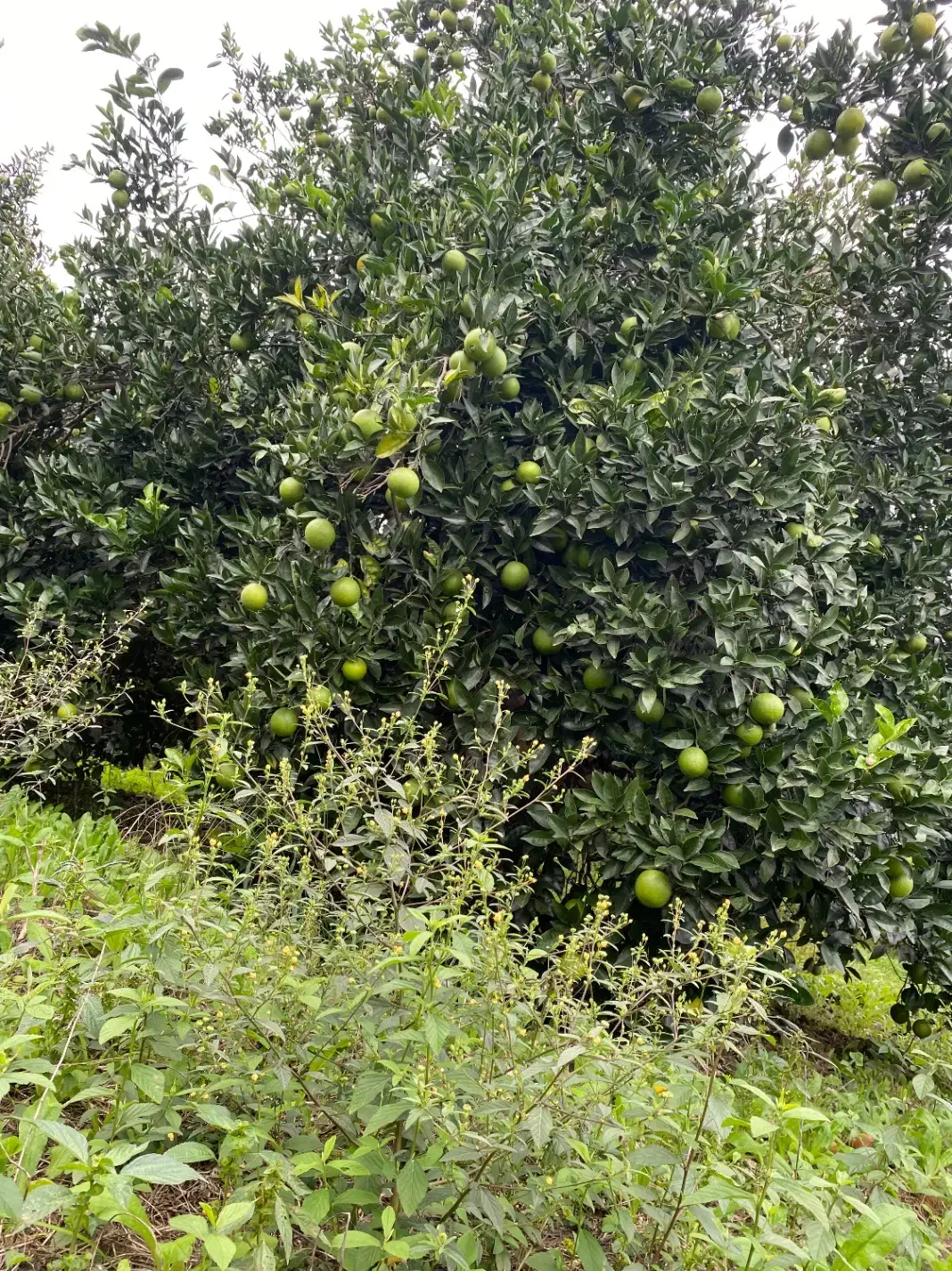 پرتقال تامسون و نارنگی|عمده‌فروشی|آمل, |دیوار