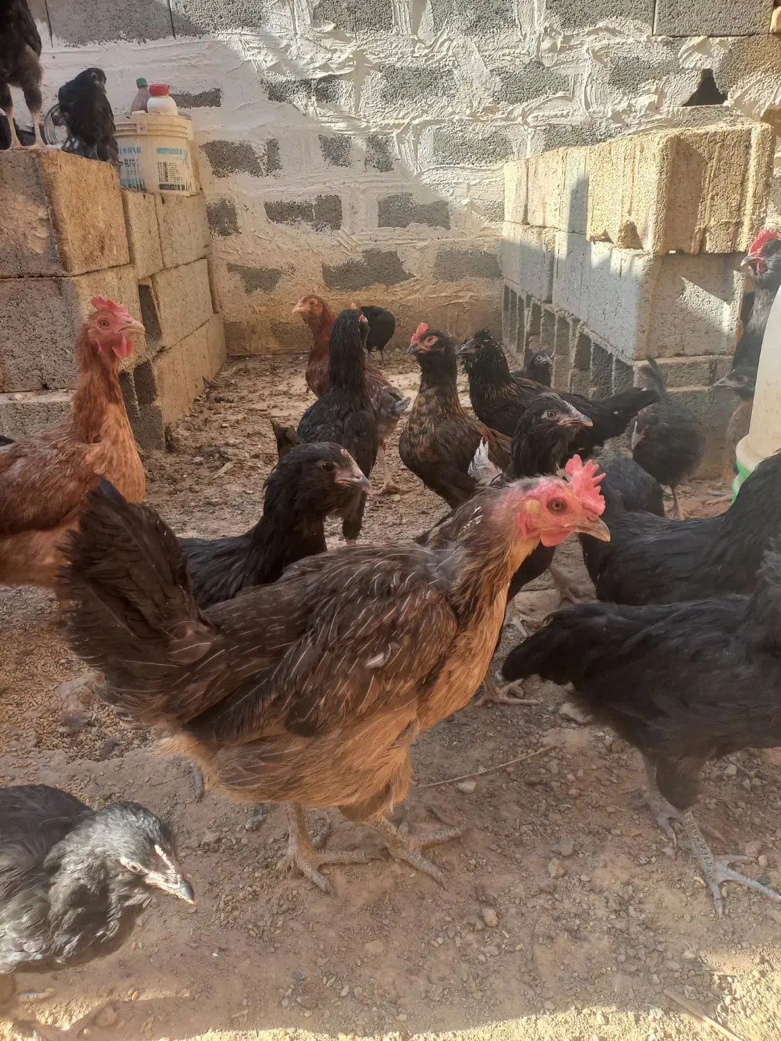 مرغ وخروس|پرنده|اصفهان, دستگرده|دیوار