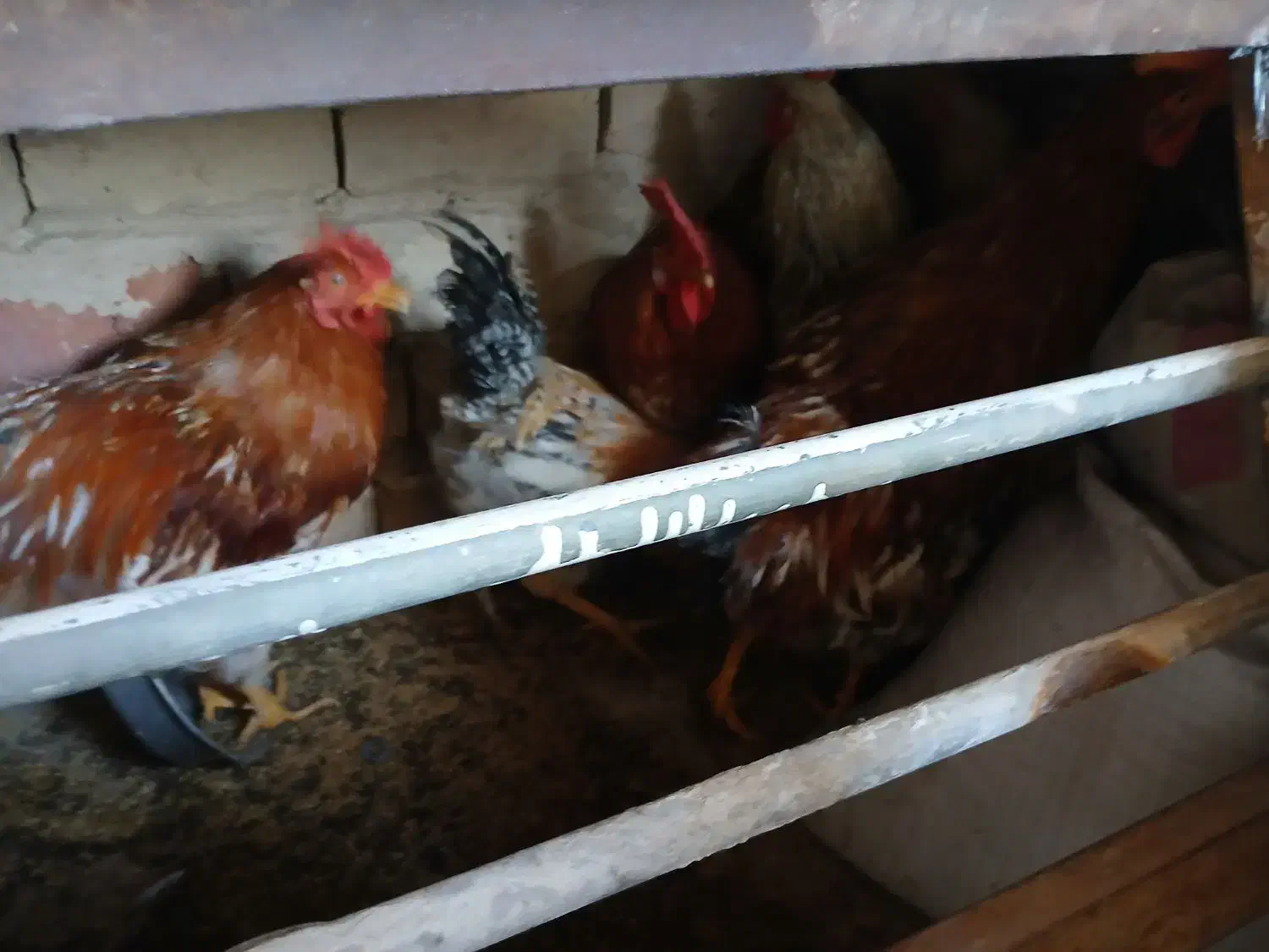 خروس محلی روستا|حیوانات مزرعه|ساوه, |دیوار