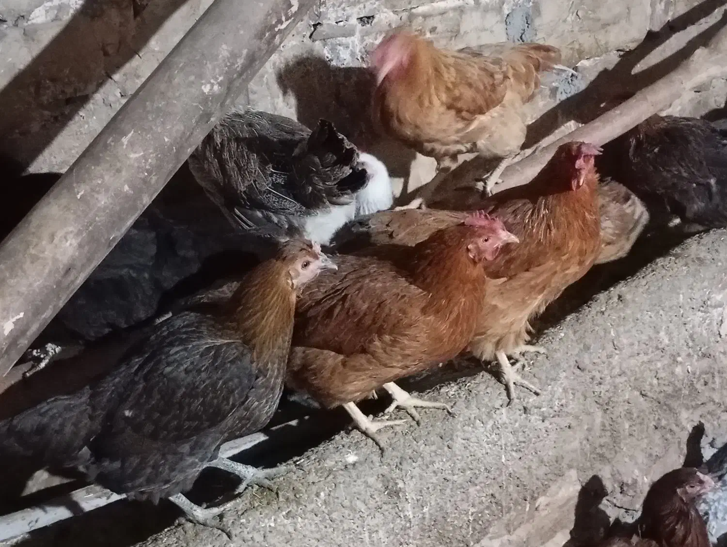 مرغ تخمگذار|حیوانات مزرعه|جوانرود, |دیوار