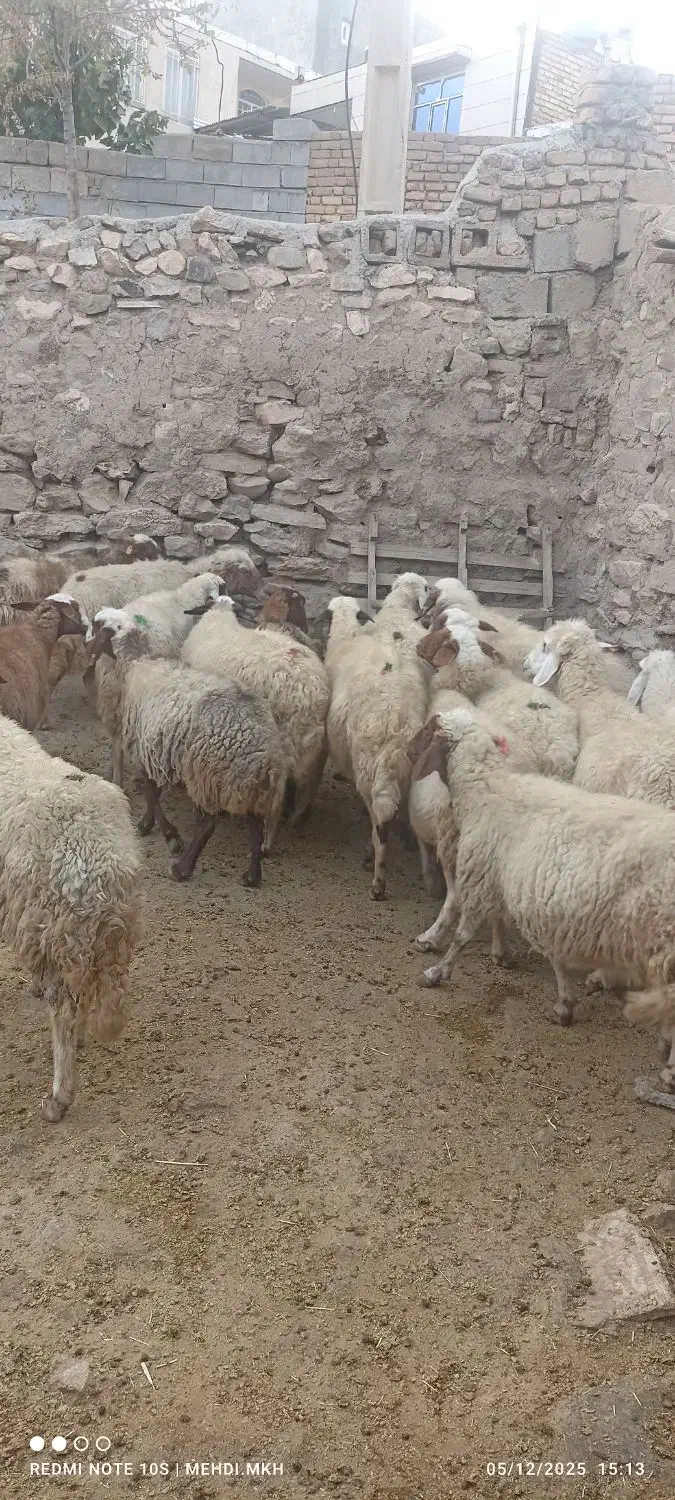 مالچه ۱۶عدد کمی سن دارن قیمت. ۲۵ملیون|حیوانات مزرعه|ماهیدشت, |دیوار