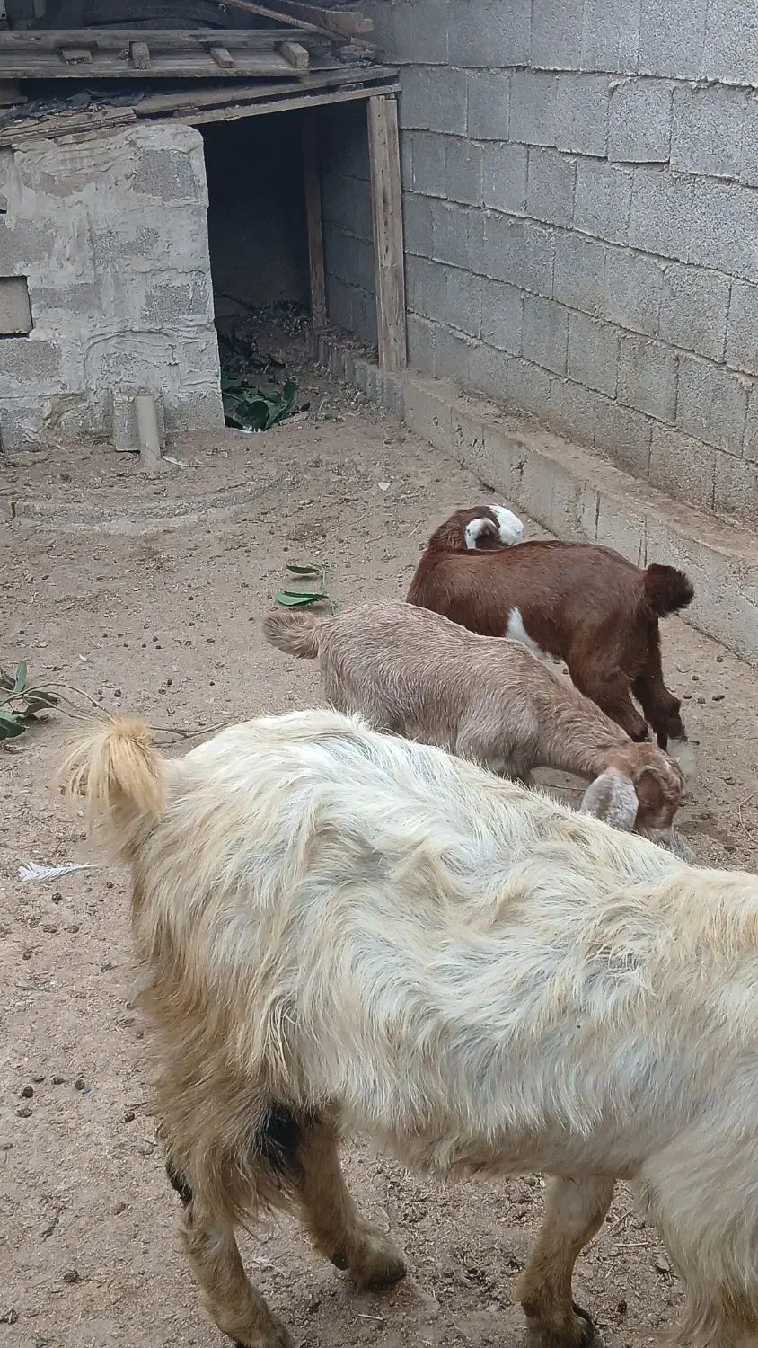 بز و کهره|حیوانات مزرعه|بندر گناوه, |دیوار