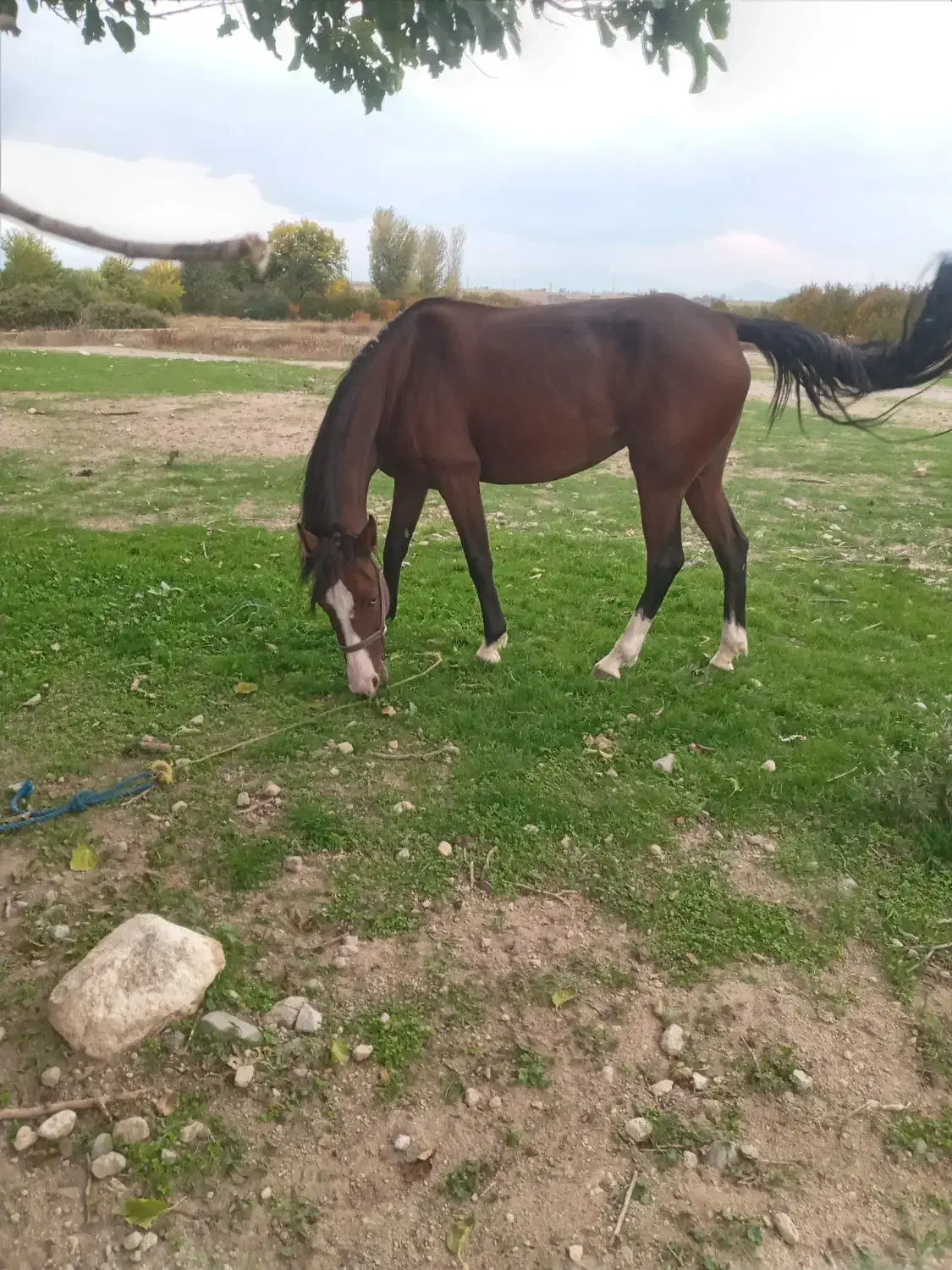 باسلام اسب کردپنچ نشان ازنژادجوشن تبریز|اسب و تجهیزات اسبسواری|مشگین شهر, |دیوار