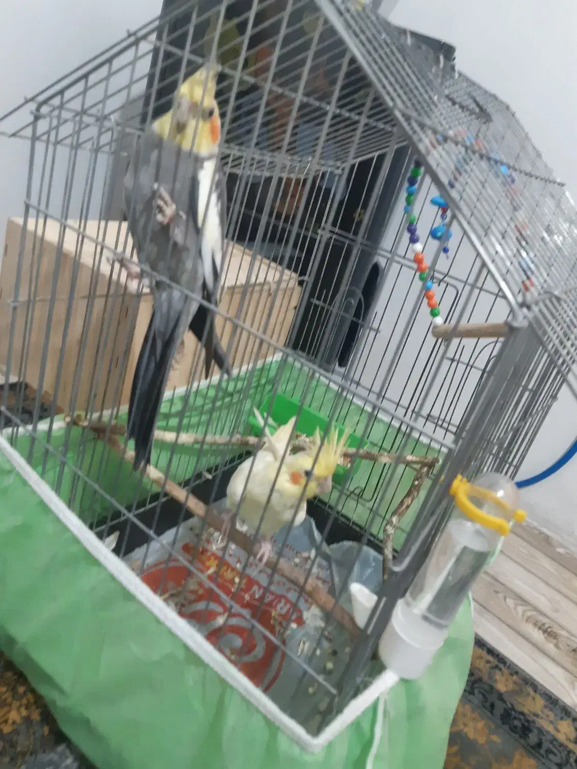 فروش عروس یا معاوضه|پرنده|قائم‌شهر, |دیوار