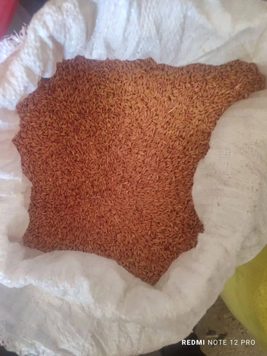 گندم دیم|خدمات باغبانی و درختکاری|سنندج, |دیوار