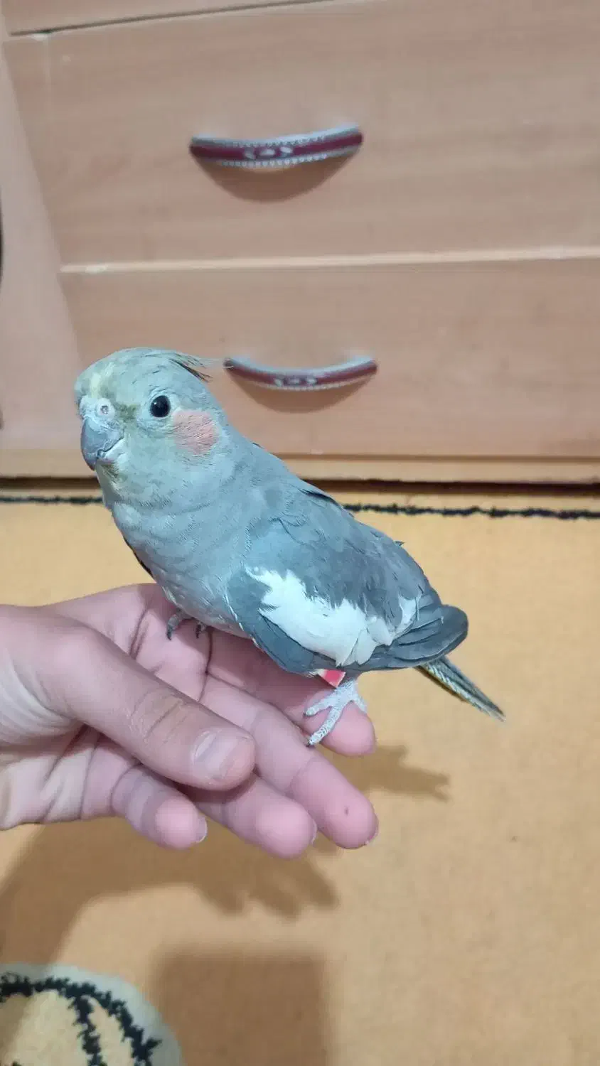 نرماده قناری و عروس هلندی آماده|پرنده|کرمان, |دیوار