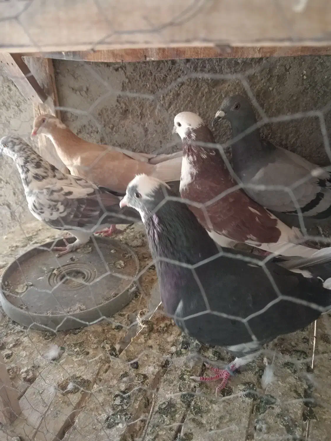 ی نر گرگی وی ماده دم سبز و ی پلاکی وی زرد ماده|پرنده|برخوار, |دیوار