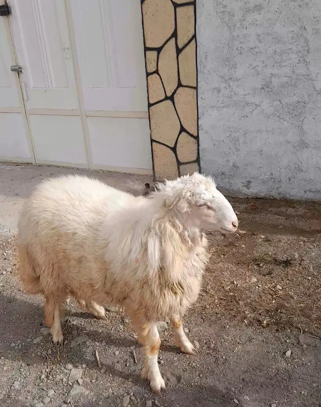 بره قوچی سنجابی|حیوانات مزرعه|کاشمر, |دیوار