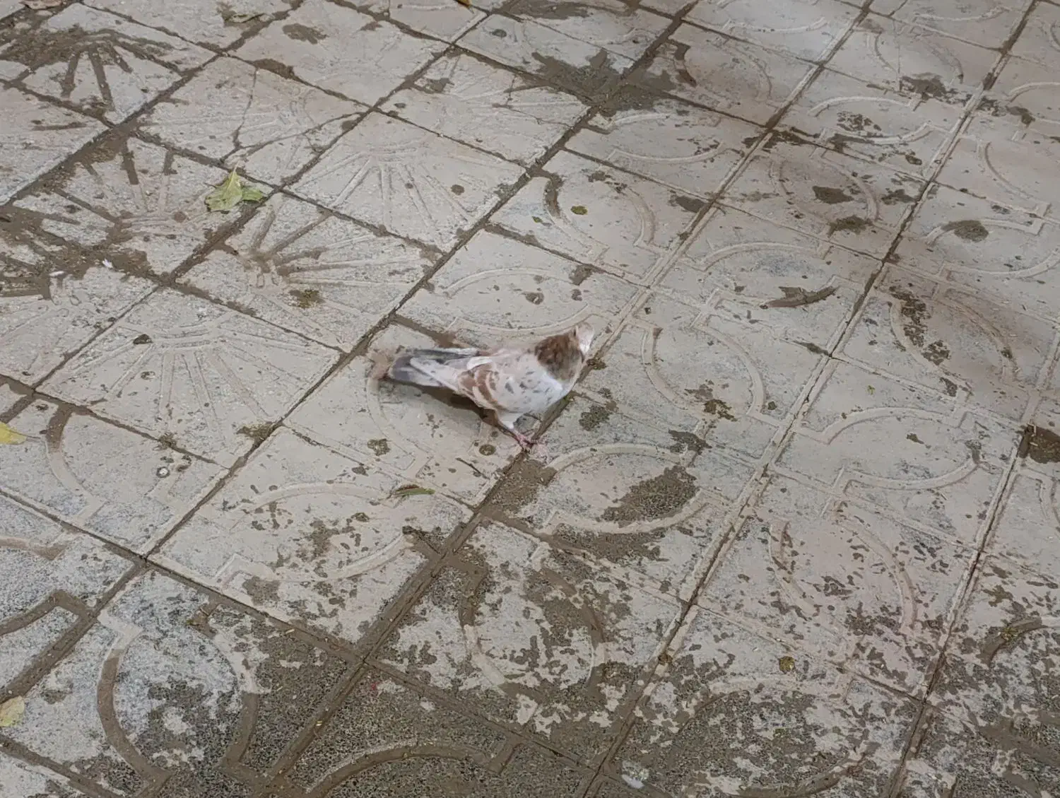 کبوتر کوهی|پرنده|همدان, |دیوار