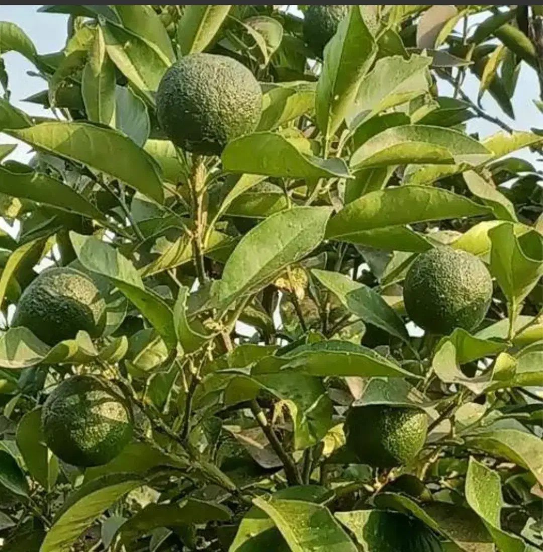 فروش پرتغال تامسان وخونی موجوده قیمت 30|حراج|عباسآباد, |دیوار