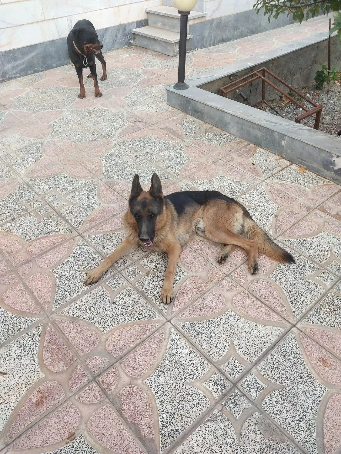 ژرمن شیپرد نر|سگ|شازند, |دیوار