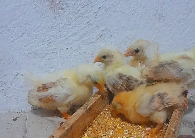 جوجه جاپنیز گلد متلد|حیوانات مزرعه|رشت, پورسینا|دیوار