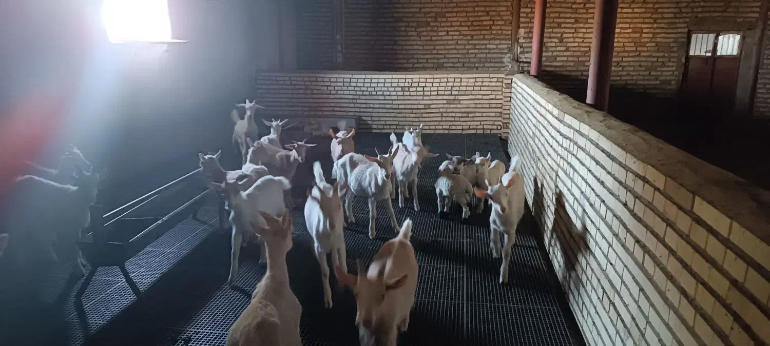 بز سانن|حیوانات مزرعه|بیرجند, |دیوار