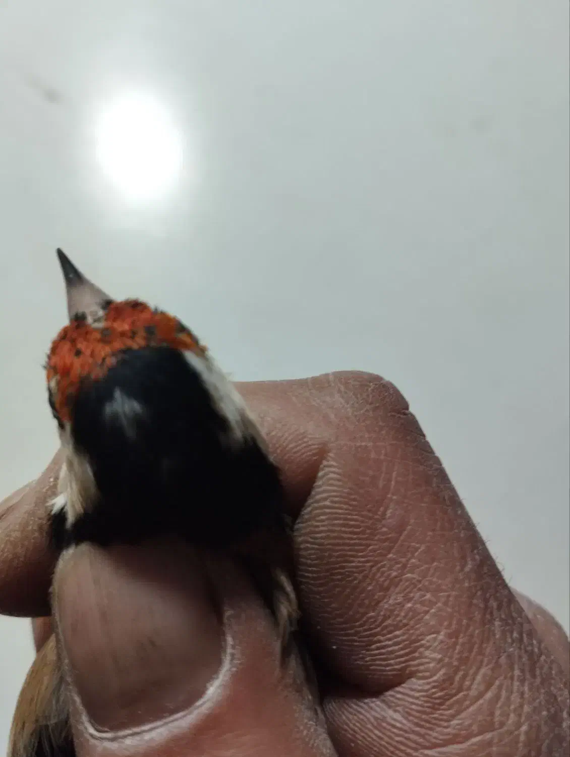 سهره های نر ونشاندار|پرنده|تبریز, |دیوار