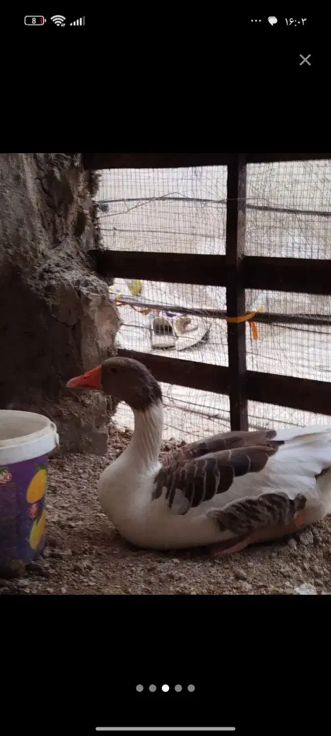 غاز|حیوانات مزرعه|قشم, |دیوار