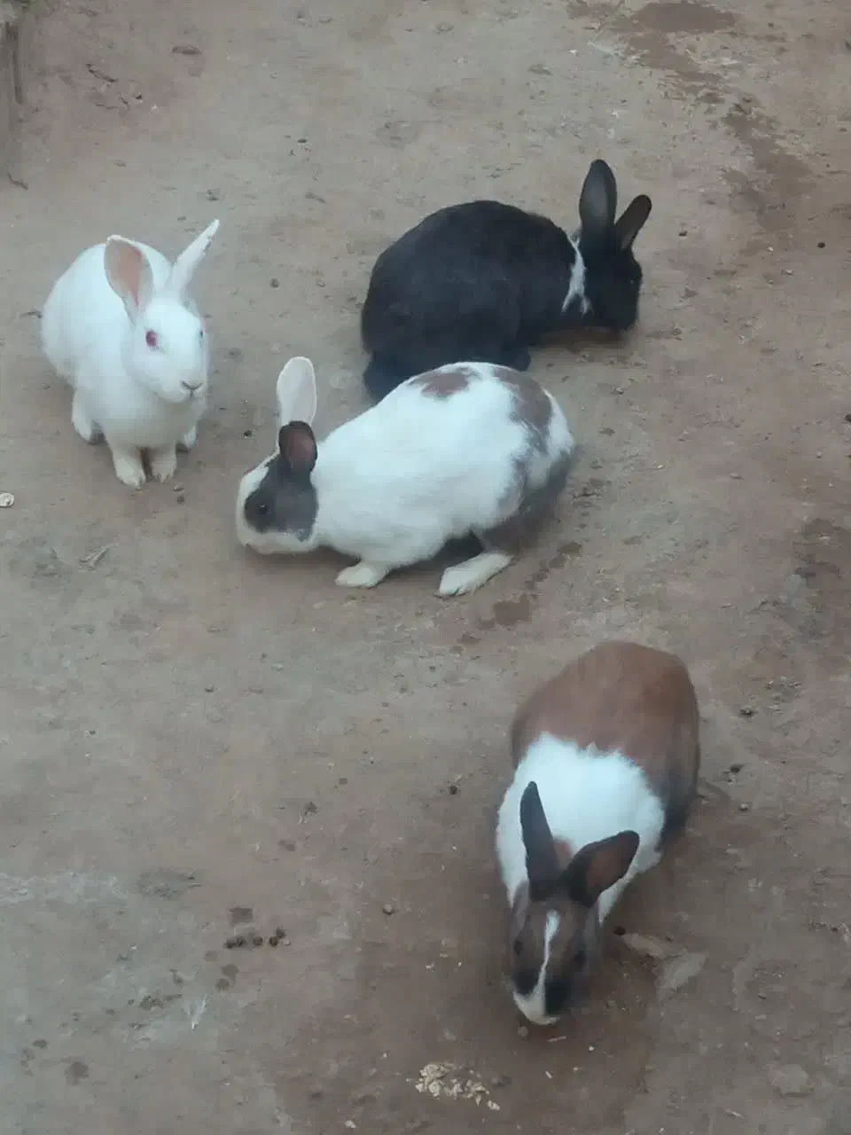 فروش خرگوش|موش و خرگوش|یزد, |دیوار