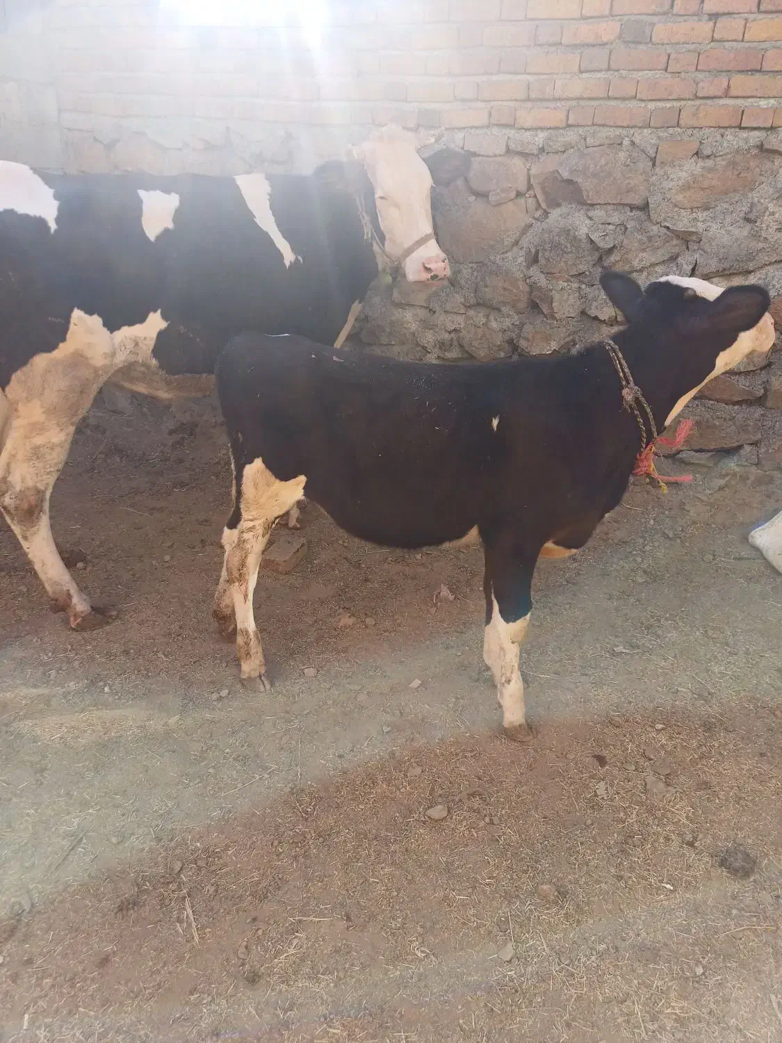 گاو گوساله نوین سمنتال|حیوانات مزرعه|حسین آباد, |دیوار