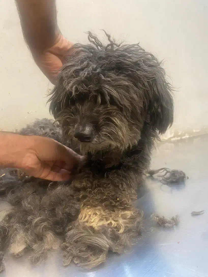 سگ پیدا شده|سگ|اصفهان, باغ دریاچه|دیوار