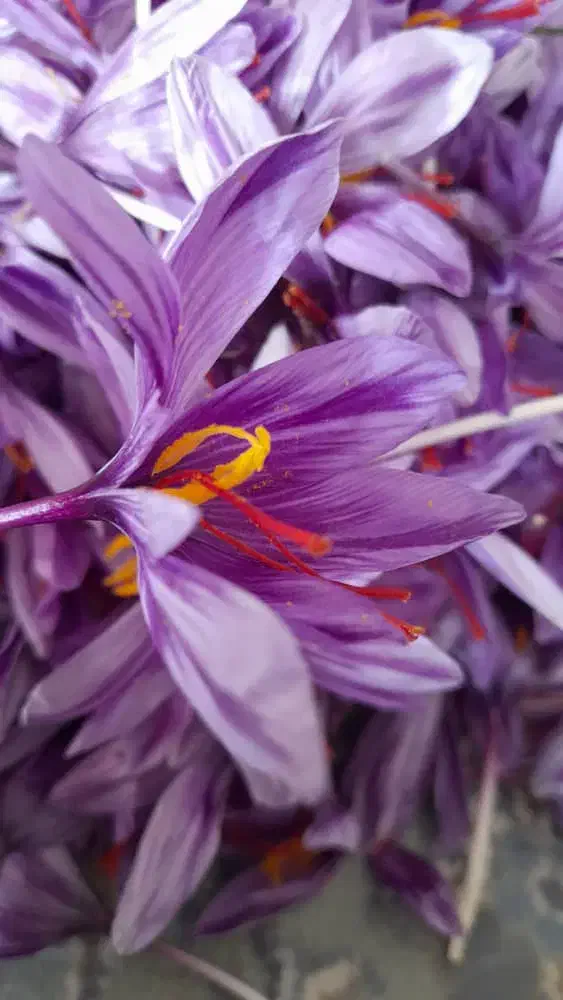 زعفران سوپر نگین  با کیفیت و عیار بالا با ضمانت|خوردنی و آشامیدنی|مشهد, بهاران|دیوار