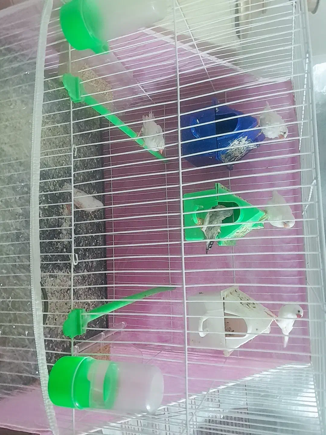 ۳جفت فنچ|پرنده|مشهد, شهید شهریاری|دیوار