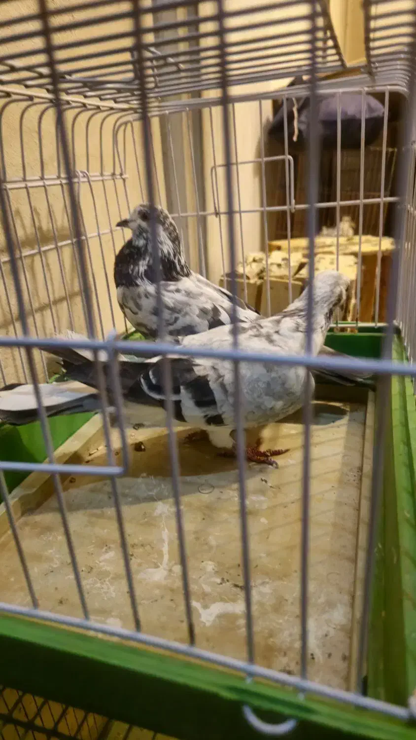 کبوتر|پرنده|تهران, قیطریه|دیوار