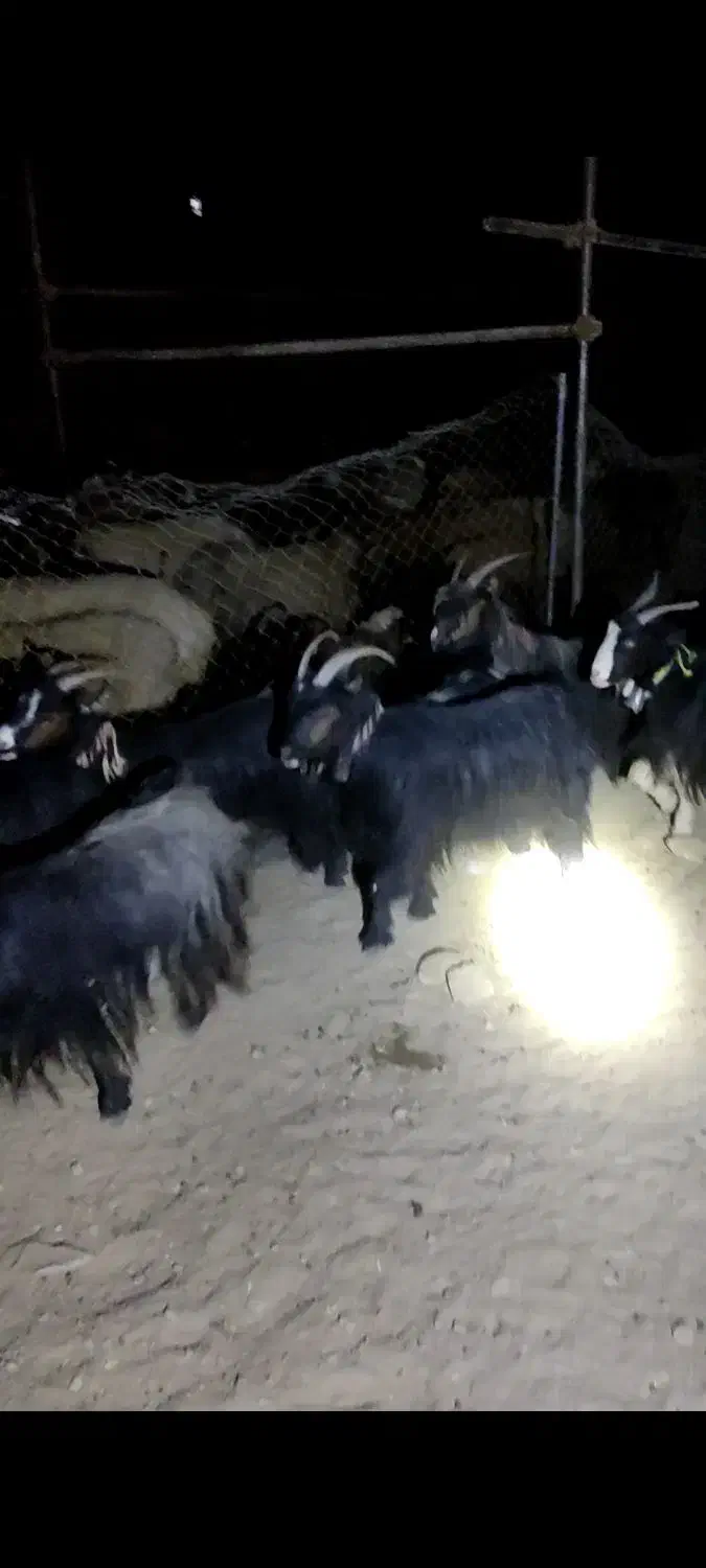 14 راس بز درجه یک بختیاری|حیوانات مزرعه|کوهدشت, |دیوار