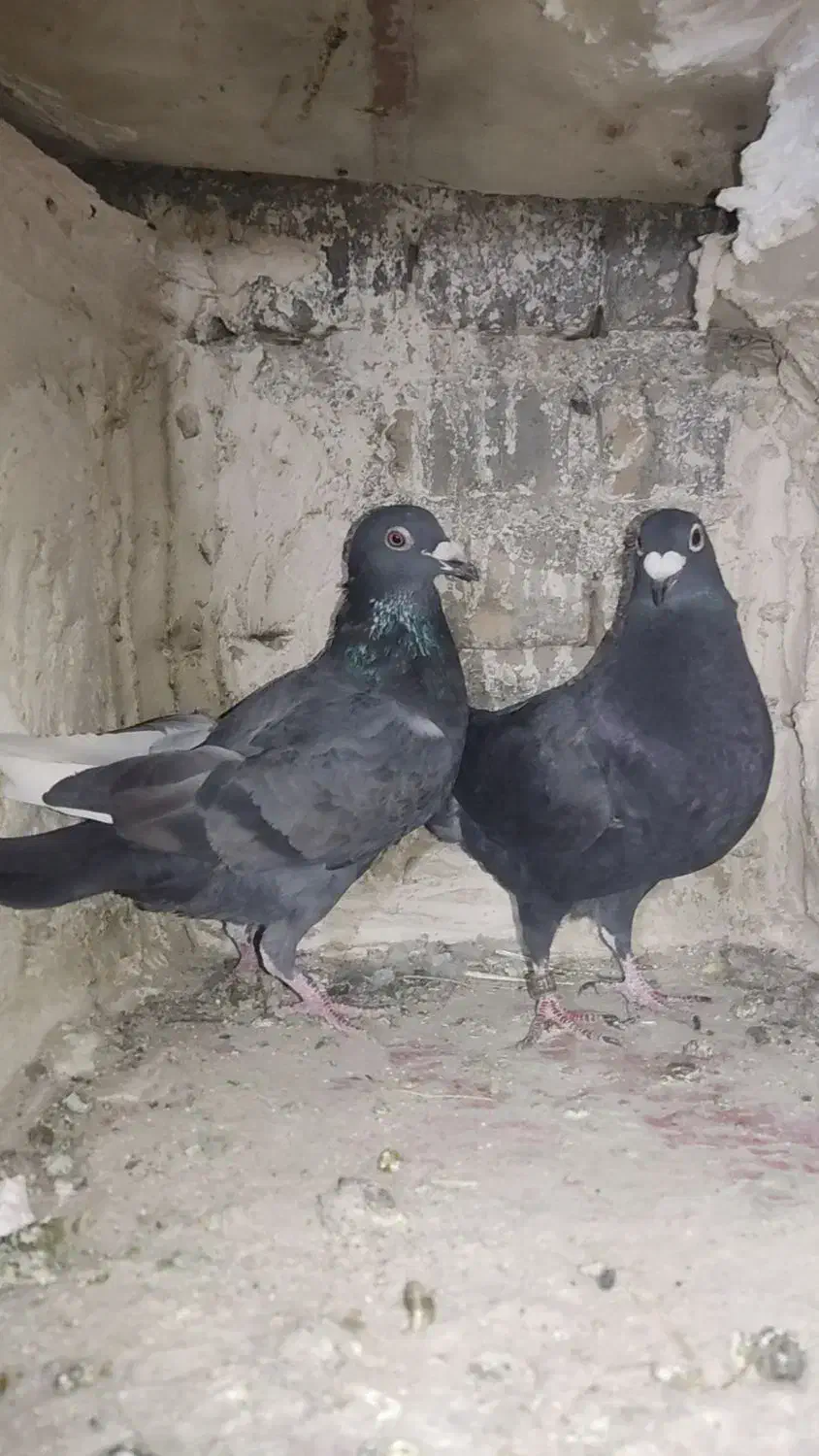 کبوتر|پرنده|بیرجند, |دیوار