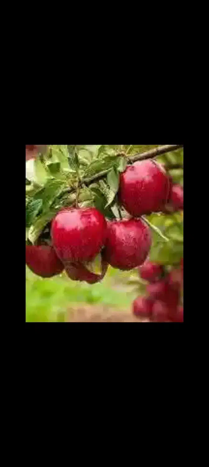 راهنمایی سیب چین|فعالیت داوطلبانه|مراغه, |دیوار