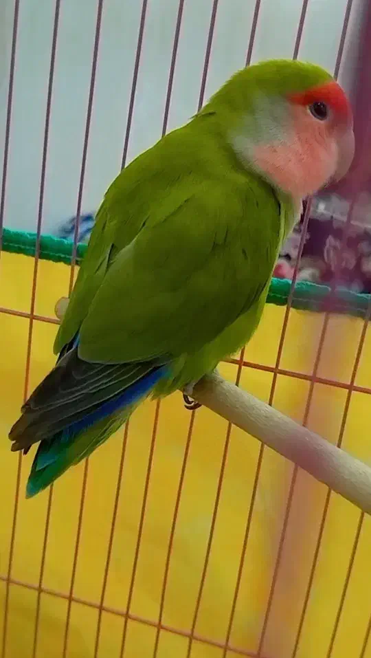 جفت طوطی برزیلی نر و ماده مولد|پرنده|اندیمشک, |دیوار