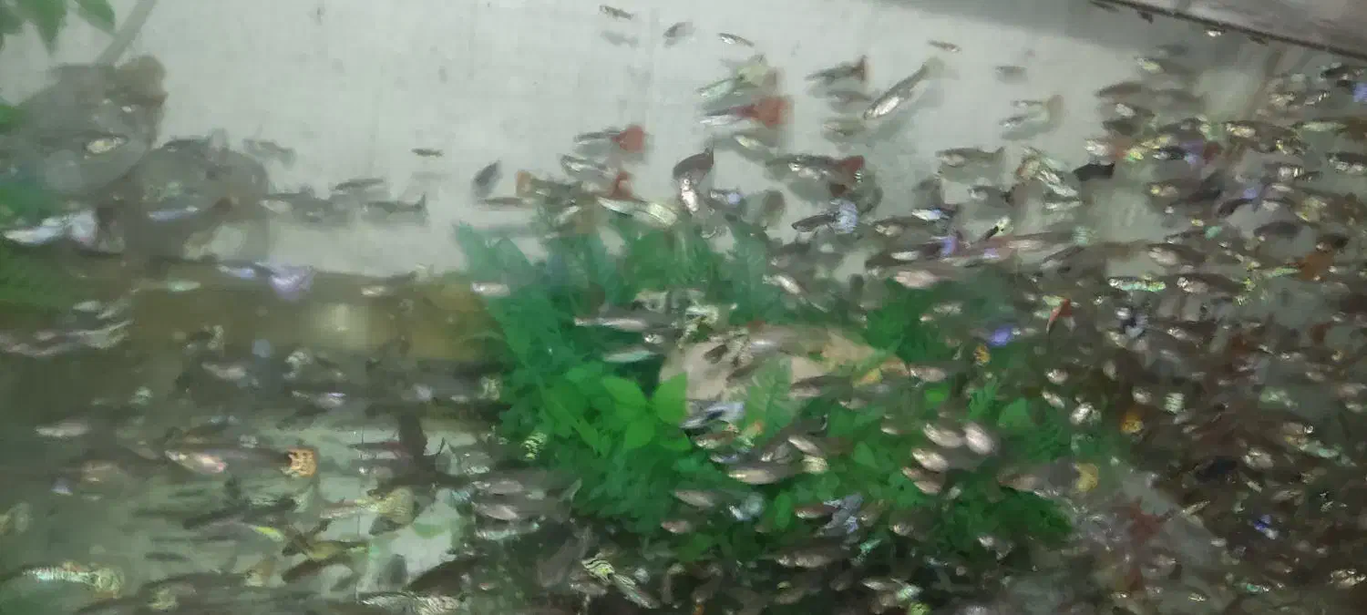 فروش ماهی گوپی به قیمت عمده|ماهی|شیراز, شریفآباد|دیوار