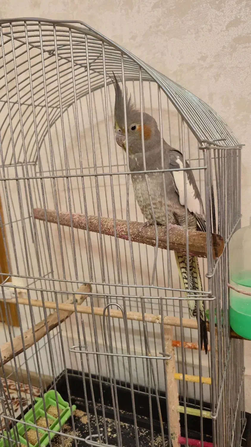 عروس هلندی دستی سخنگو|پرنده|اصفهان, سنجوانمره|دیوار