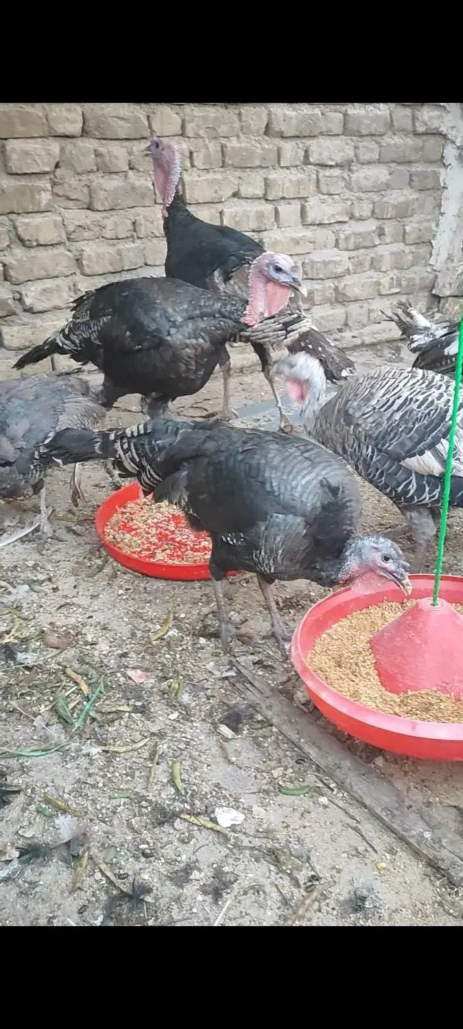 بوقلمون نر و ماده|حیوانات مزرعه|فلاورجان, |دیوار