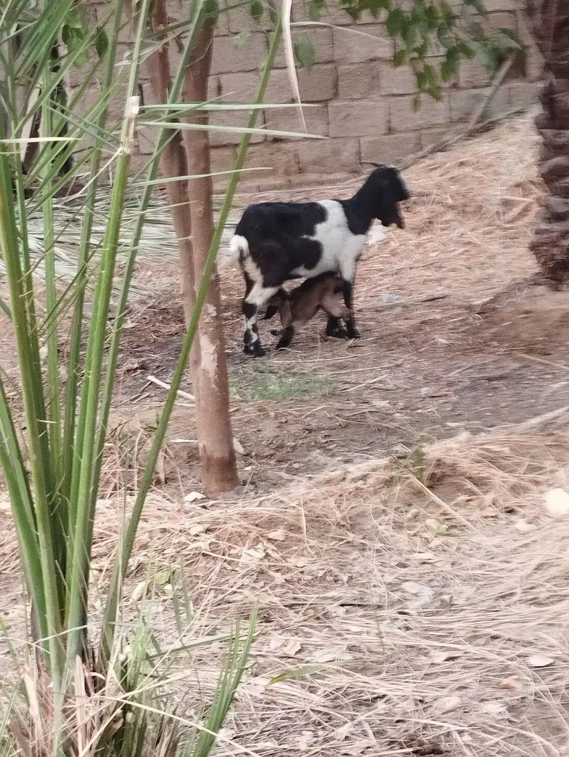 گوسفند وبز|حیوانات مزرعه|چمران, |دیوار