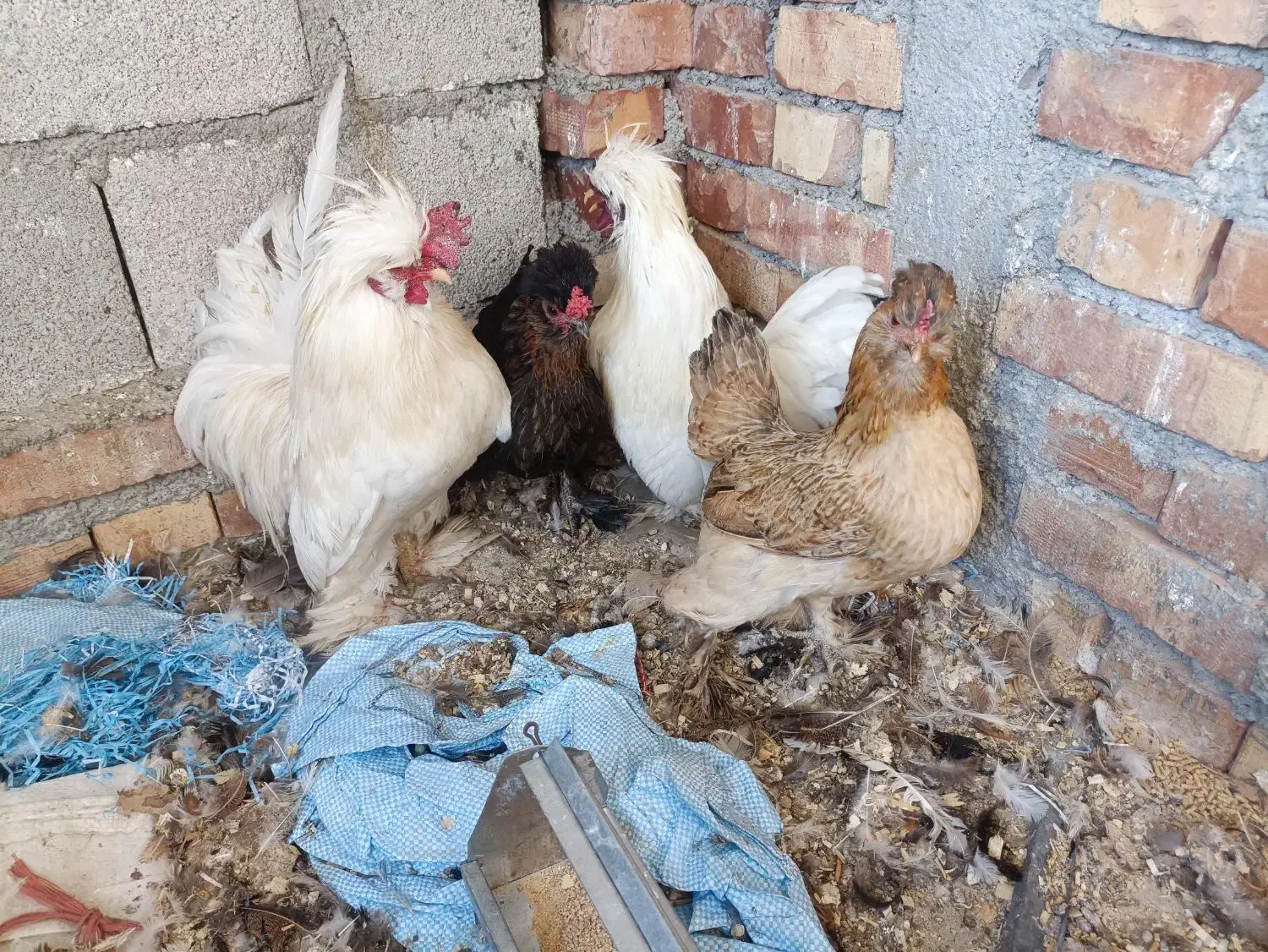 مرغ و خروس پاکوتاه چینی|حیوانات مزرعه|پیرانشهر, |دیوار