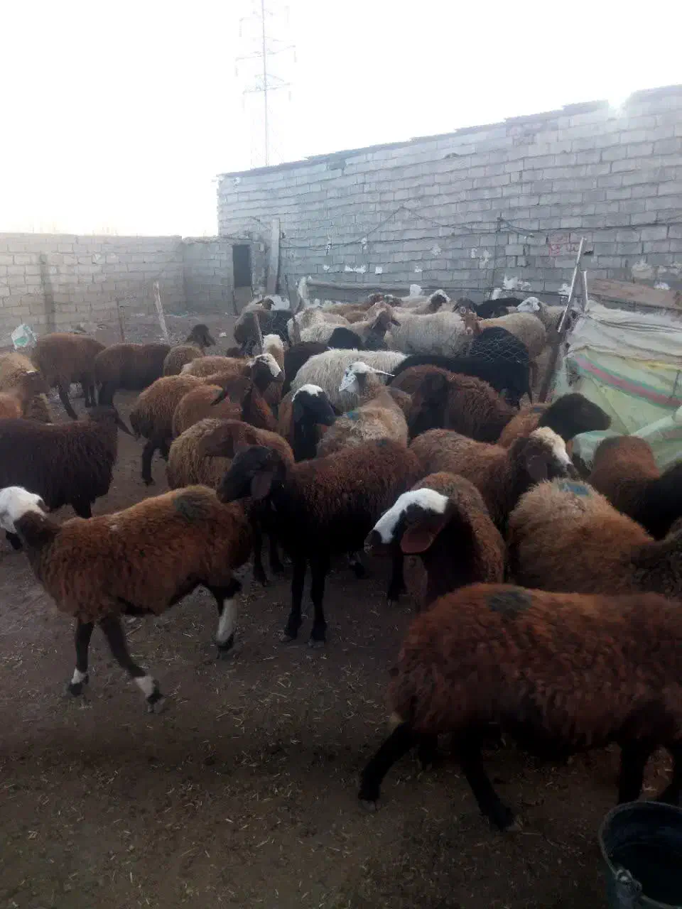 گوسفند و بره نر و ماده|حیوانات مزرعه|اردبیل, |دیوار