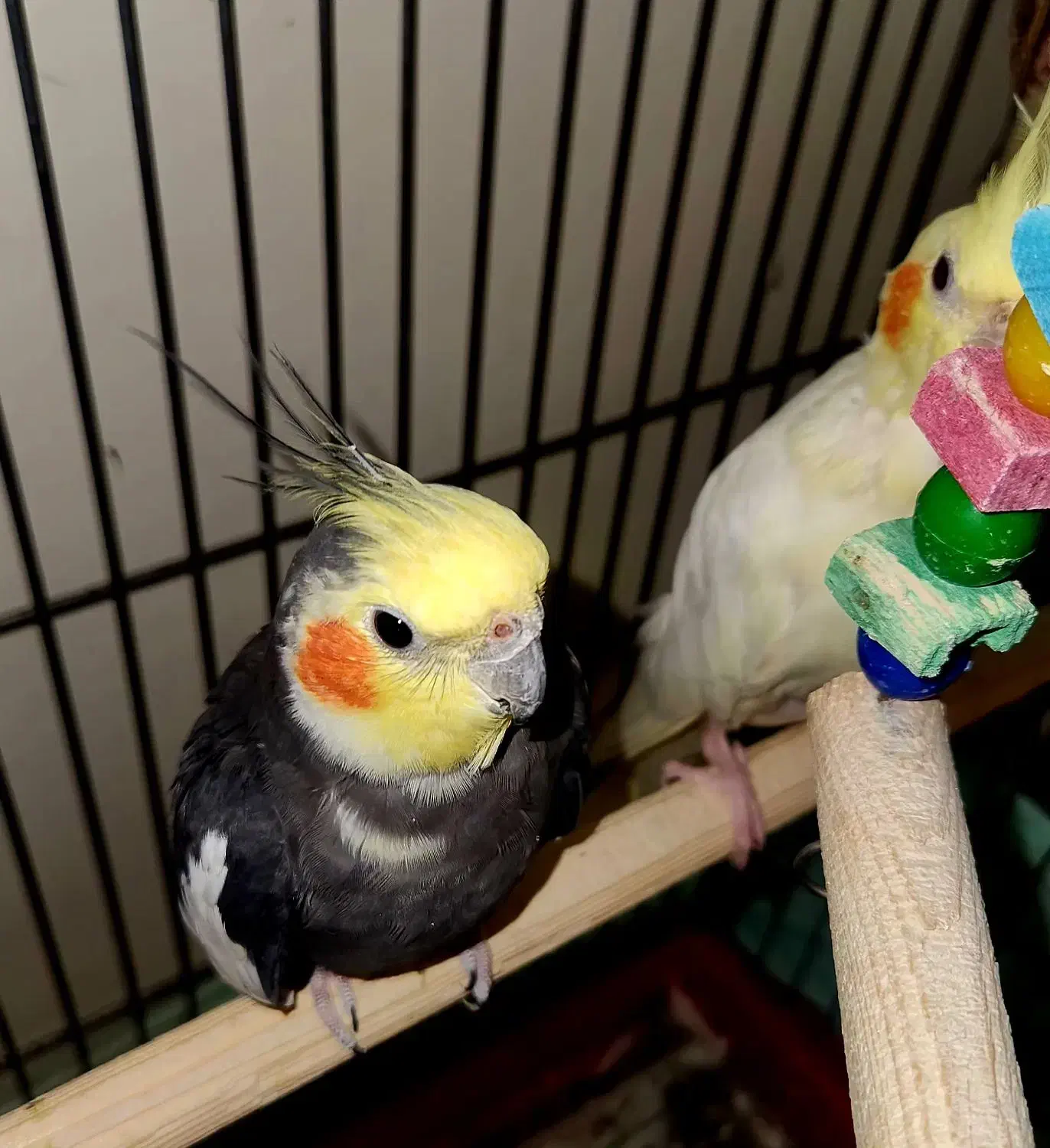 عروس هلندی جفت مولد|پرنده|محمدشهر, شهرک پیام (مهرالبرز)|دیوار