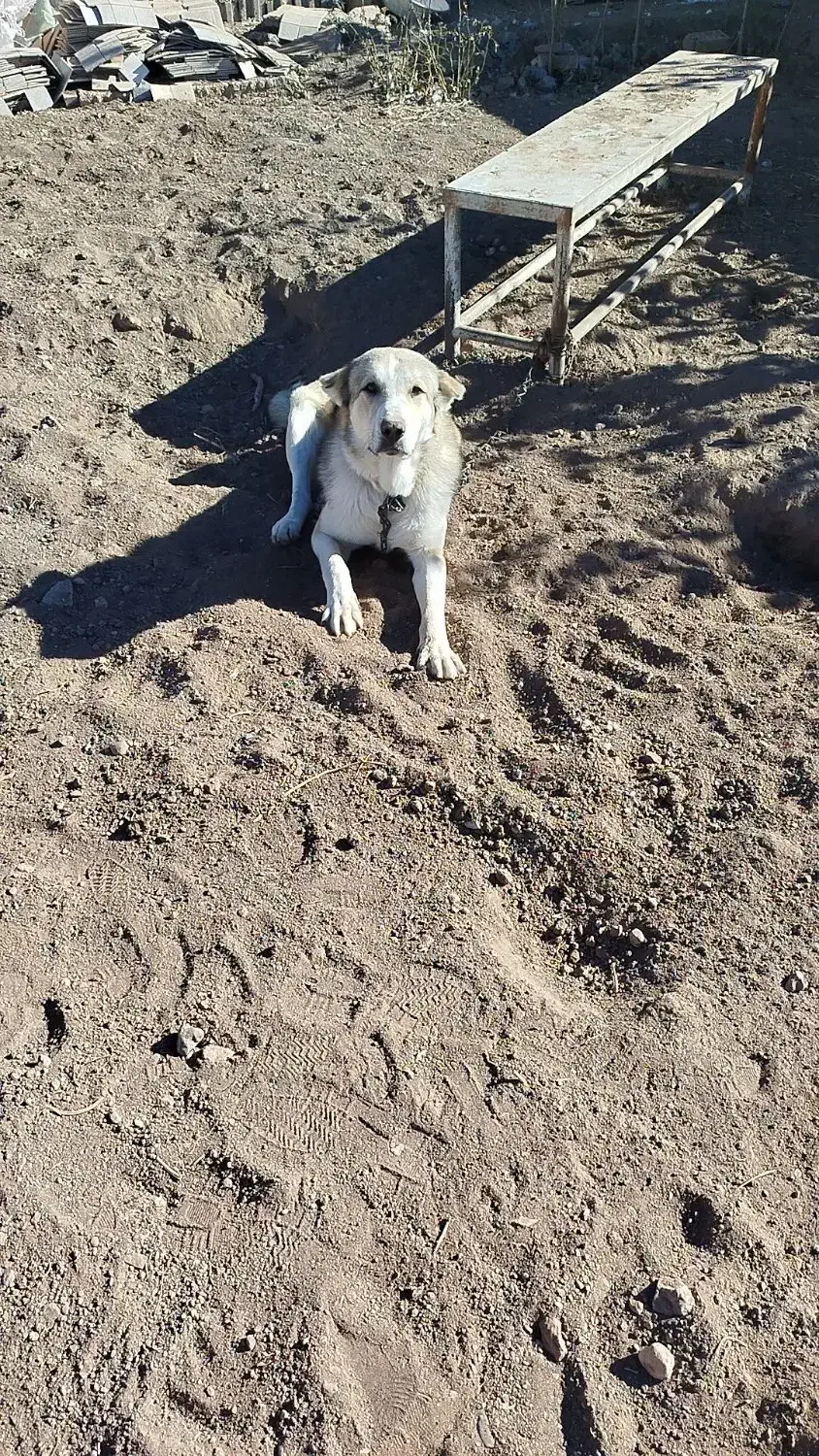 سگ سرابی عراقی|سگ|اردبیل, |دیوار