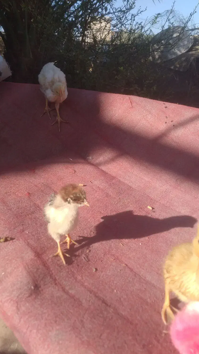 جوجه محلی رنگی و اردک|حیوانات مزرعه|منوجان, |دیوار