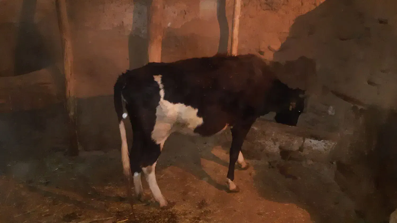 گاو ابستن ۲ شکم|حیوانات مزرعه|حسین آباد, |دیوار