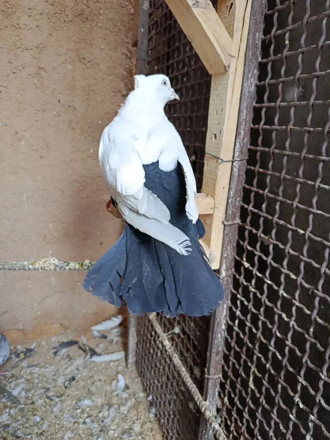 کبوتر|پرنده|آباده, |دیوار