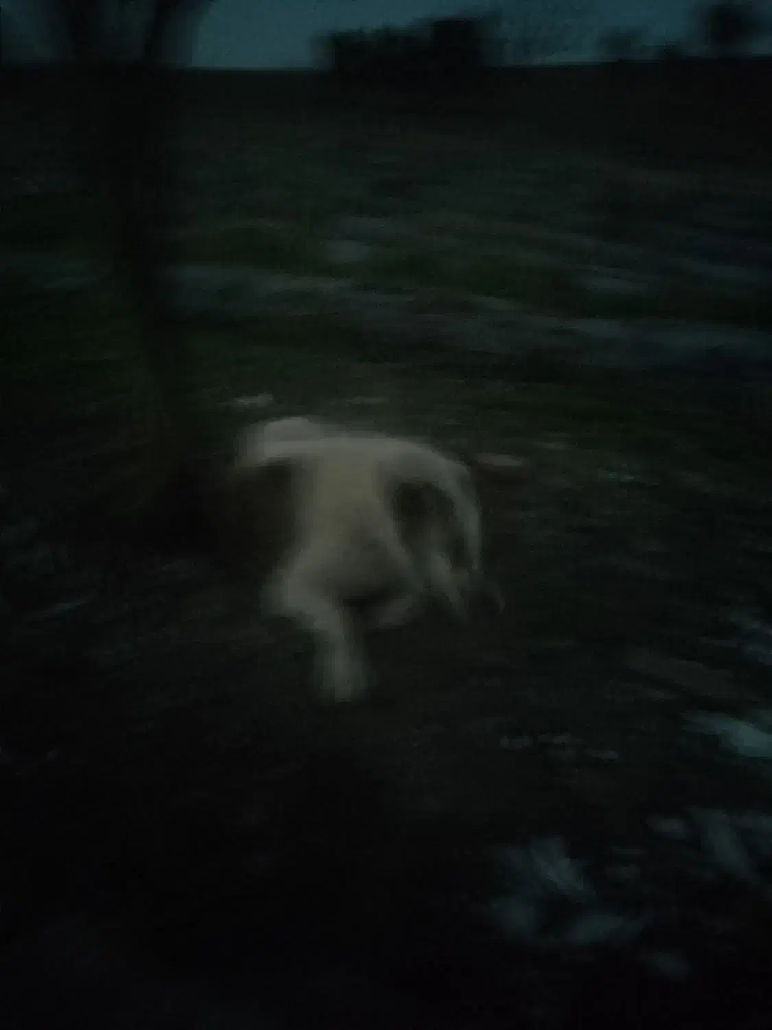 نر بشرط|سگ|خان ببین, |دیوار