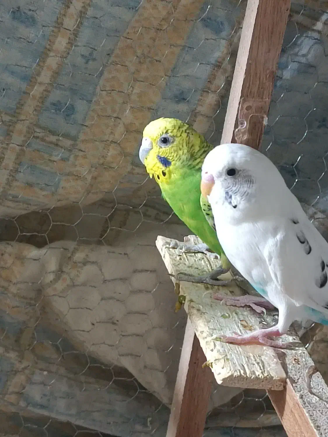 مرغ عشق|پرنده|سراوان, |دیوار