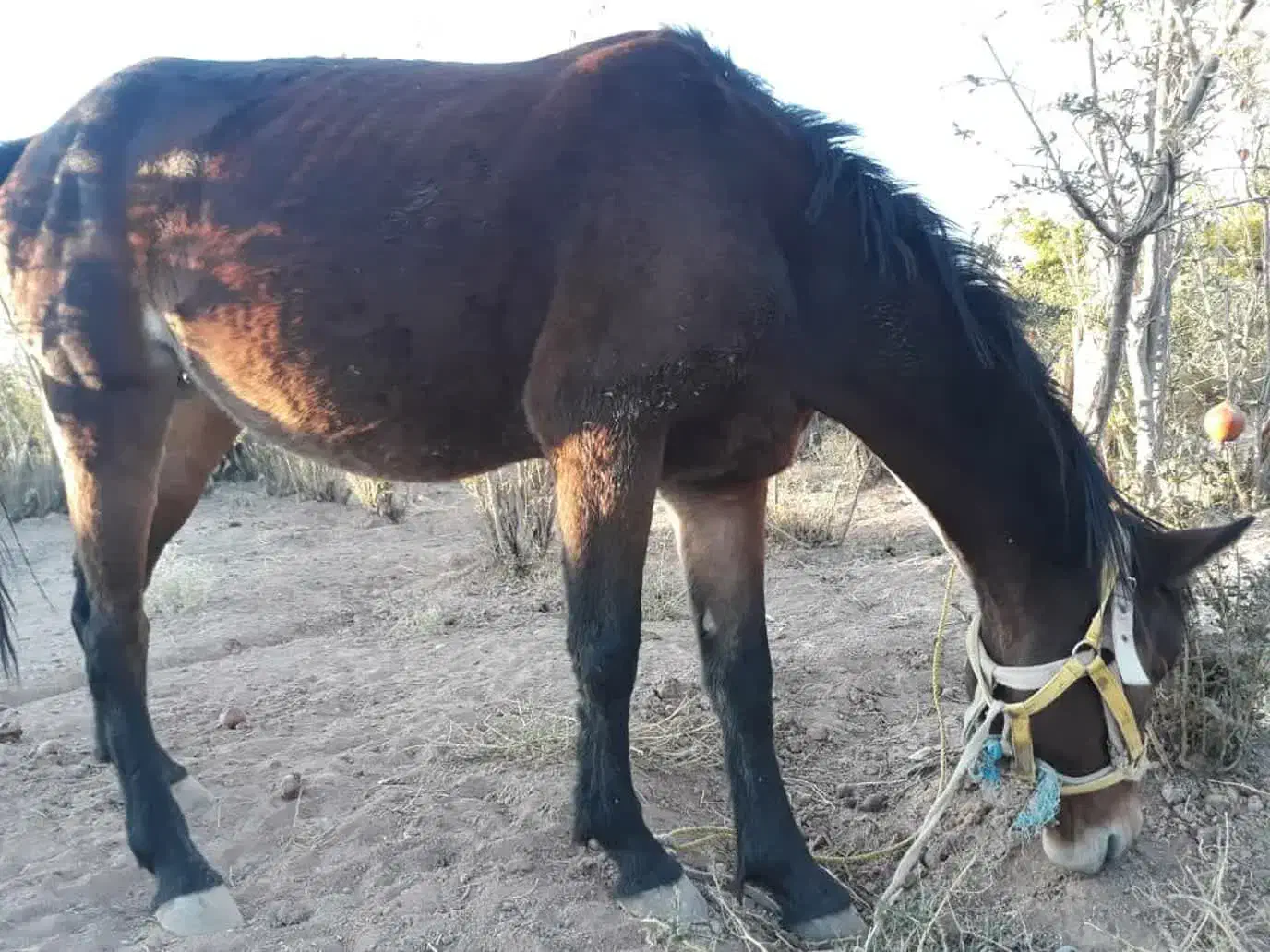 اسب مادیان با کره نر|اسب و تجهیزات اسبسواری|تهران, مینابی|دیوار