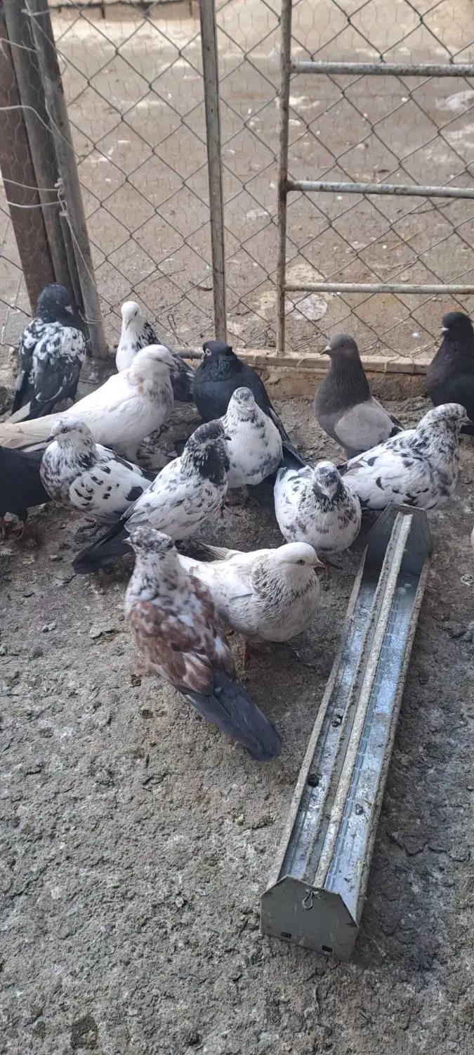 20 تا کبوتر|پرنده|ارومیه, |دیوار