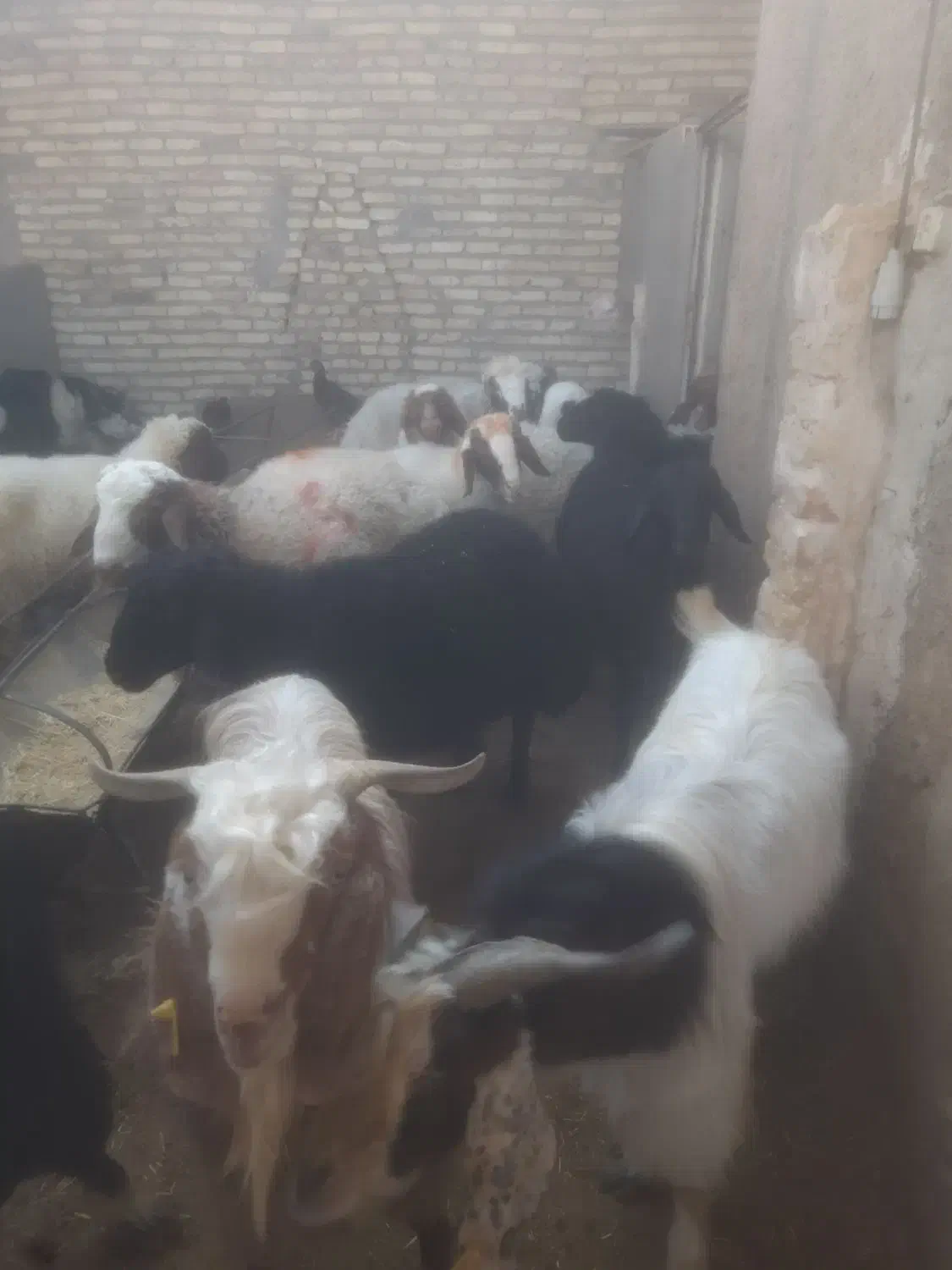 بره چاق کره چاق دام کشتاری|حیوانات مزرعه|یزد, |دیوار