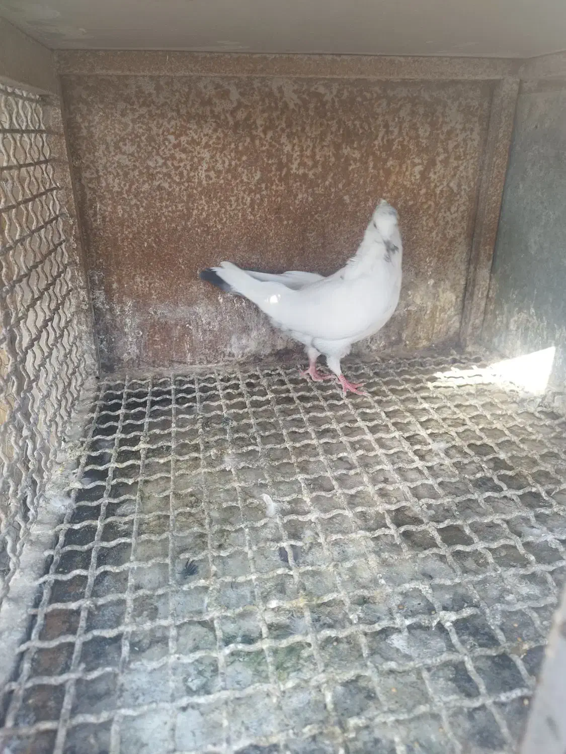 کبوتر پرشی و دمگیر|پرنده|اصفهان, کارلادان|دیوار
