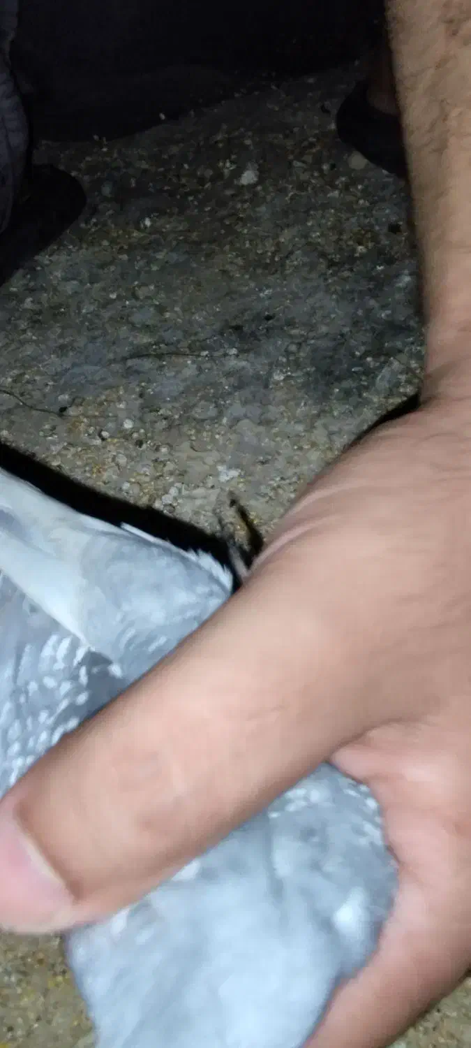 سلام تشکر از برنامه دیوار پرنده زینتی|پرنده|برازجان, |دیوار